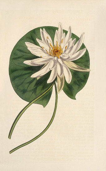 Compatible Floral for JAHRRIESNGE flowers-lpf07009 Compatible Floral JAHRRIESNGE for flowers-lpf07009