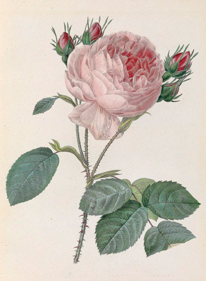 Compatible Floral for JAHRRIESNGE flowers-lpf07010 Compatible Floral JAHRRIESNGE for flowers-lpf07010