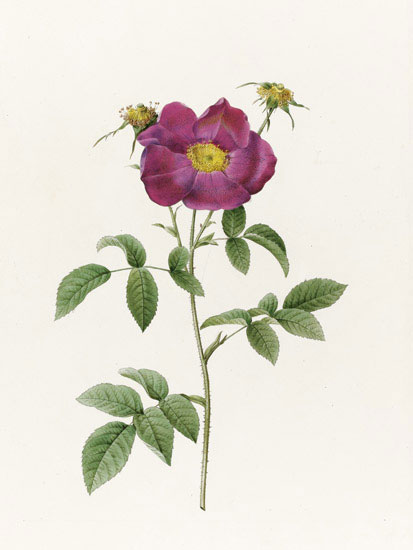 Compatible Floral for JAHRRIESNGE flowers-lpf07014 Compatible Floral JAHRRIESNGE for flowers-lpf07014