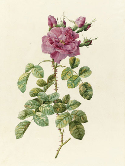 Compatible Floral for JAHRRIESNGE flowers-lpf07022 Compatible Floral JAHRRIESNGE for flowers-lpf07022