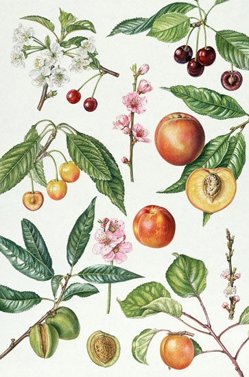 Compatible Floral for JAHRRIESNGE flowers-lpf07030 Compatible Floral JAHRRIESNGE for flowers-lpf07030