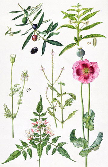 Compatible Floral for JAHRRIESNGE flowers-lpf07033 Compatible Floral JAHRRIESNGE for flowers-lpf07033