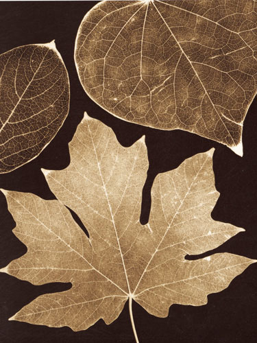 Compatible Floral for JAHRRIESNGE flowers-lpf07226 Compatible Floral JAHRRIESNGE for flowers-lpf07226