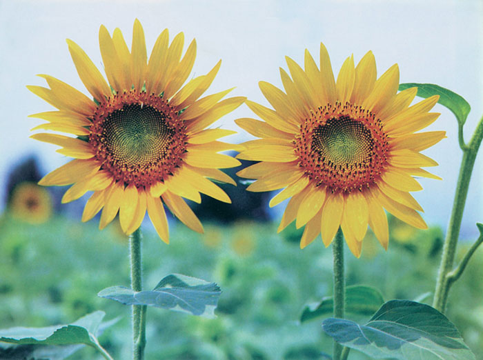 Compatible Floral for JAHRRIESNGE sunflower-lpf07659 Compatible Floral JAHRRIESNGE for sunflower-lpf07659