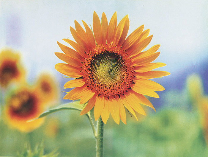Compatible Floral for JAHRRIESNGE sunflower-lpf07662 Compatible Floral JAHRRIESNGE for sunflower-lpf07662