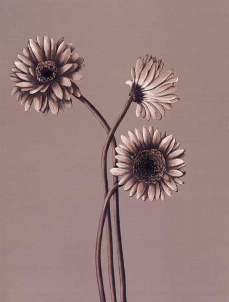 Compatible Floral for JAHRRIESNGE flower lpf07821 Compatible Floral JAHRRIESNGE for flower lpf07821