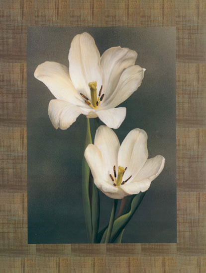 Compatible Floral for JAHRRIESNGE flower lpf07854 Compatible Floral JAHRRIESNGE for flower lpf07854