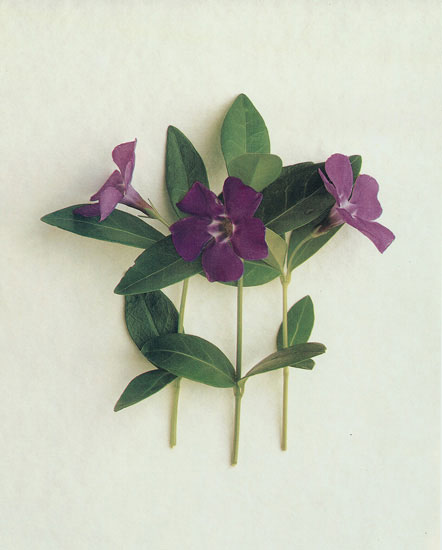 Compatible Floral for JAHRRIESNGE flowers lpf07892 Compatible Floral JAHRRIESNGE for flowers lpf07892