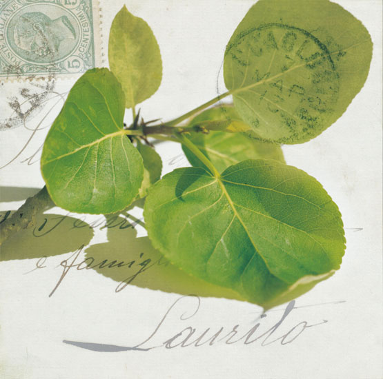 Compatible Floral for JAHRRIESNGE leaves lpf07936 Compatible Floral JAHRRIESNGE for leaves lpf07936