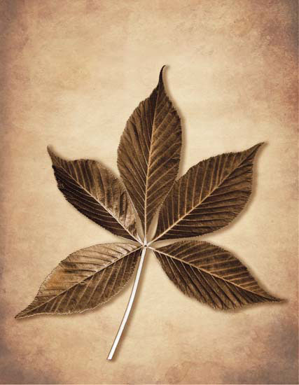 Compatible Floral for JAHRRIESNGE leaf lpf08076 Compatible Floral JAHRRIESNGE for leaf lpf08076