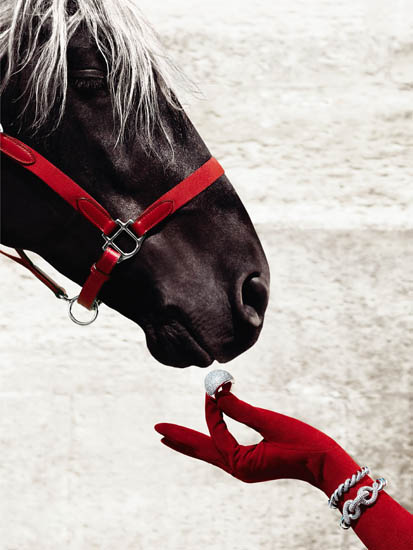 Compatible Animals for Jahrriesnge horse lpf08645 Compatible Animals Jahrriesnge for horse lpf08645