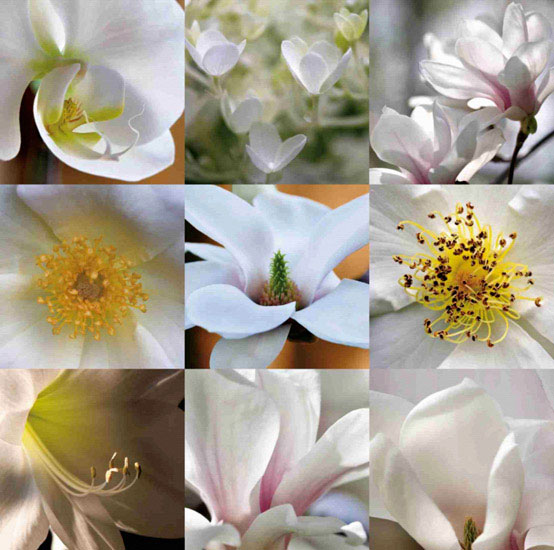 Compatible Floral for JAHRRIESNGE flowers lpf10160 Compatible Floral JAHRRIESNGE for flowers lpf10160