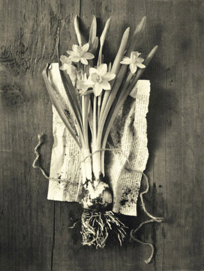 Compatible Floral for JAHRRIESNGE flowers lpf10242 Compatible Floral JAHRRIESNGE for flowers lpf10242