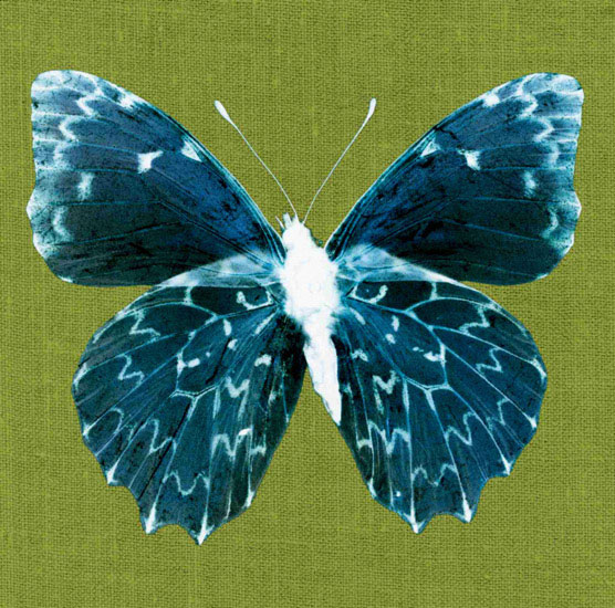 Compatible Animals for Jahrriesnge butterfly lpf10550 Compatible Animals Jahrriesnge for butterfly lpf10550