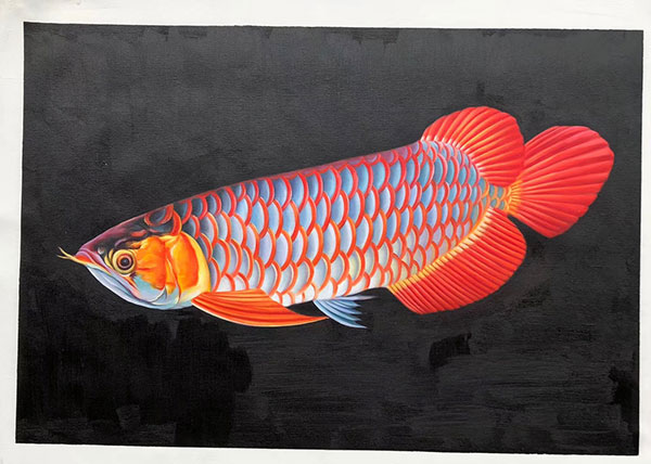 Compatible Animals for Jahrriesnge fish lpg2672 Compatible Animals Jahrriesnge for fish lpg2672